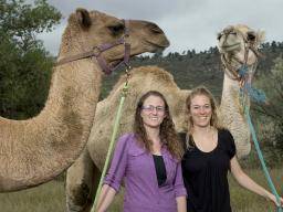 Les chameaux font-ils sortir le virus MERS?