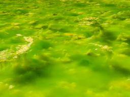 Les algues vertes détiennent-elles un indice génétique sur l'origine des sexes?