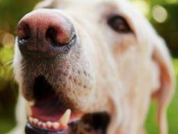 Hunde erkennen Prostatakrebs mit einer Genauigkeit von 98% ", findet die Studie