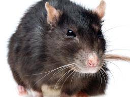 Das Medikament kehrt die Wirkung von Alzheimer bei Ratten erfolgreich um
