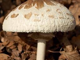 Jíst spatné divoké houby muze znicit vase játra