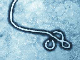 Ebolavirusprotein verbunden mit schwerer Entzündung, Blutgefäßleckage