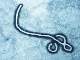 Ebolas Fähigkeit, in der Umwelt zu überleben, ist kaum verstanden