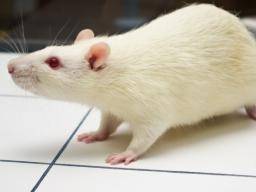Auswirkungen von Stress können über Generationen weitergegeben werden, findet Ratten Studie