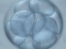 Embryo Einfrieren: Was Sie wissen müssen