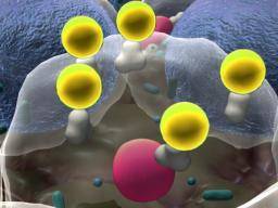 Die Rolle des Enzyms könnte Krebs und Autoimmunkrankheiten bekämpfen