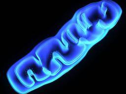 L'éradication des mitochondries par les cellules peut inverser le vieillissement