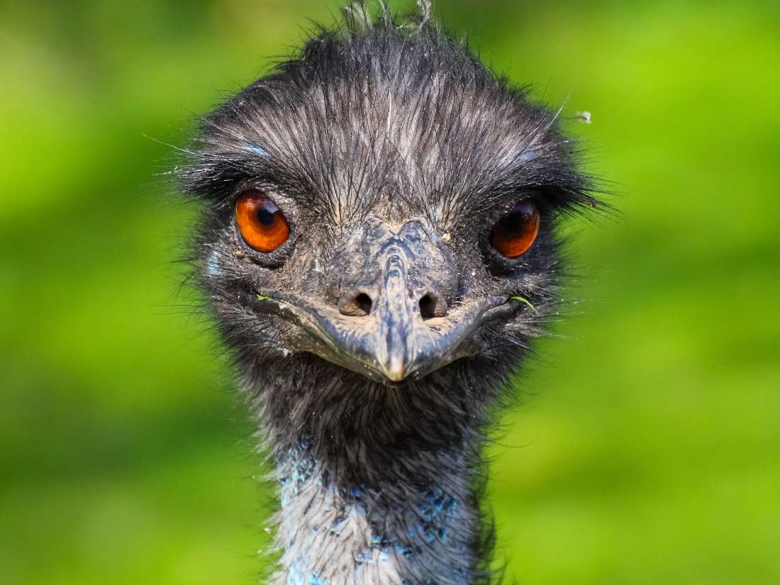 Alles was du über Emu-Öl wissen musst