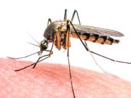 Beweise verbinden das Guillain-Barré-Syndrom mit dem Zika-Virus