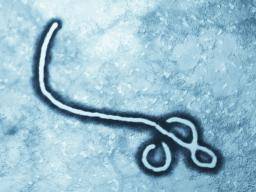 Bestehende Arzneimittelklassen können Ebola, Marburg-Viren stoppen