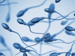 Datos sobre la salud y vida útil de los espermatozoides