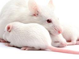 Die Lebensdauer von weiblichen Mäusen wird durch die Fruktose-Glukose-Mischung reduziert