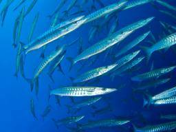 Rizika otravy ryb na Floride "podcenila"