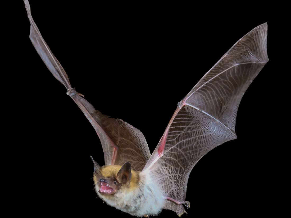 Chripkový virus objevený v netopýrích