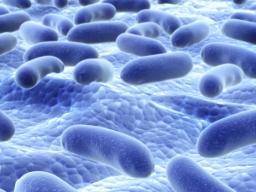 Freundliche Bakterien regulieren die Immunfunktion in den Lungenzellen