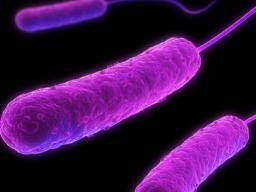 Pilzmolekül zeigt Versprechung gegen arzneimittelresistente Bakterien