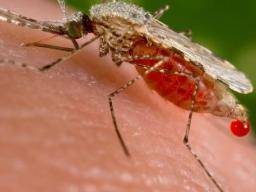 Gen-bearbeitete Moskitos können keine Malaria übertragen