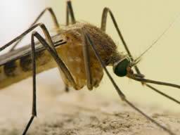 Gobal Malaria Kampf verliert Dampf