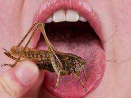Grub ist auf! Wie das Essen von Insekten der Gesundheit helfen könnte