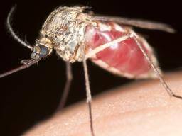 Guinea: bis zu 62% der Malariafälle werden während der Ebola-Epidemie übersehen