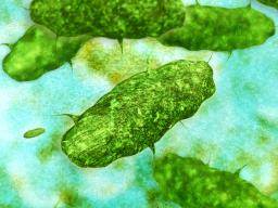 Les bactéries intestinales libèrent le pouvoir anti-âge des grenades