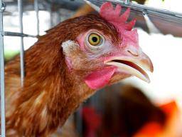 Gripe aviar H7N9: lo que debes saber