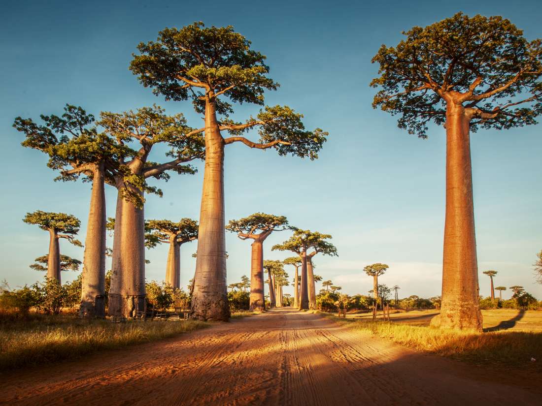 Baobabo sveikata ir mityba
