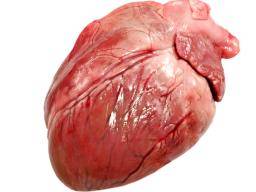 Herzversagen: Transplantation von Tierorganen in menschliche Patienten "lebensfähiger"