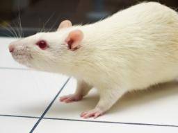 Verbesserung der Herzfunktion bei Ratten durch Injektion von weggeworfenem chirurgischem Fett