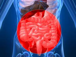 Un régime riche en graisses peut augmenter le risque de cancer en modifiant les cellules souches de l'intestin