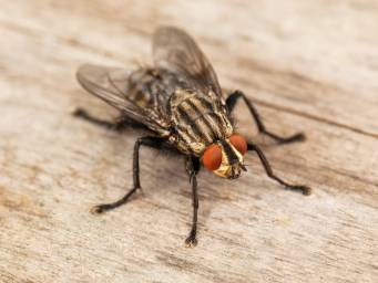 Les mouches domestiques peuvent transporter plus de maladies qu'on ne le pensait auparavant