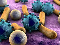 Les microbes domestiques: ami ou ennemi?