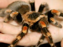 Wie eine 2-minütige Therapie helfen könnte, Spinnenangst zu heilen