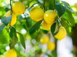 Wie können Zitronen Ihrer Gesundheit nützen?