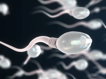 Comment la mobilité des spermatozoïdes affecte-t-elle la fertilité?