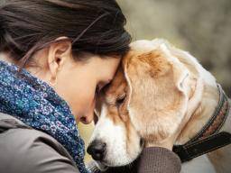 Wie Hunde menschliche Emotionen erkennen können