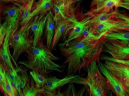 Kolik bunek je v lidském tele?