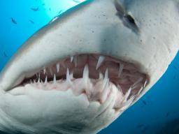 Wie Haie menschliche Zahnregeneration unterstützen könnten