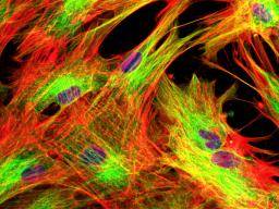 Jak by kozní bunky mohly pomoci v boji proti rakovine