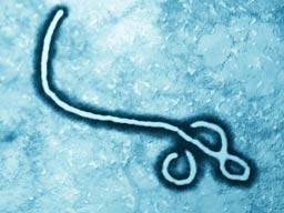 Jak rozsírená je prirozená imunita Ebola?