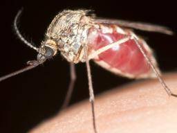 Le moustique du paludisme hybride résiste à l'insecticide de moustiquaire