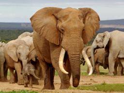 Pohled na odolnost vuci rakovine u slonu by mohl pomoci lidské lécbe