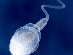 "Cip IVF" pomáhá zachytit obraz spermií, které se vajícka spojují