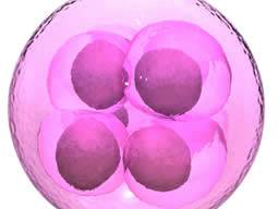Der IVF-Erfolg könnte sich mit einer neuen Methode zur Erkennung fehlerhafter Eizellen verdoppeln
