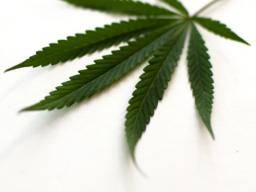 Nur zwei CBT-Sitzungen können den Cannabiskonsum bei Teenagern verhindern oder verzögern