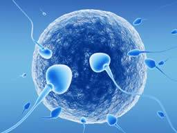 Entscheidend für Fruchtbarkeitsbehandlungen ist die Entdeckung des Proteins "Sperm meets Ei"