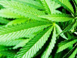 "Mangel an Beweisen", um die Vorteile von medizinischem Marihuana zu unterstützen