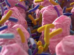 Listeria infekce muze být zabráneno strevními bakteriemi, zjistuje studie