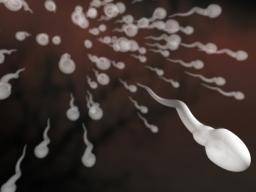 Dlouhodobé uzívání acetaminofenu behem tehotenství muze ovlivnit plodnost chlapcu