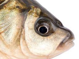 Lou Gehrig-Krankheit: Quecksilber in Fisch, Meeresfrüchte könnte Risikofaktor sein